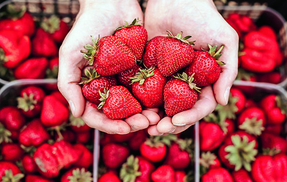 Süsse Vitaminbomen – Erdbeeren