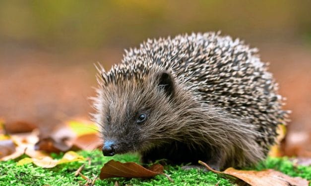 Der Igel im Herbst