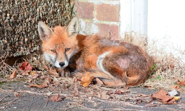 Der Fuchs im Gartenhäuschen